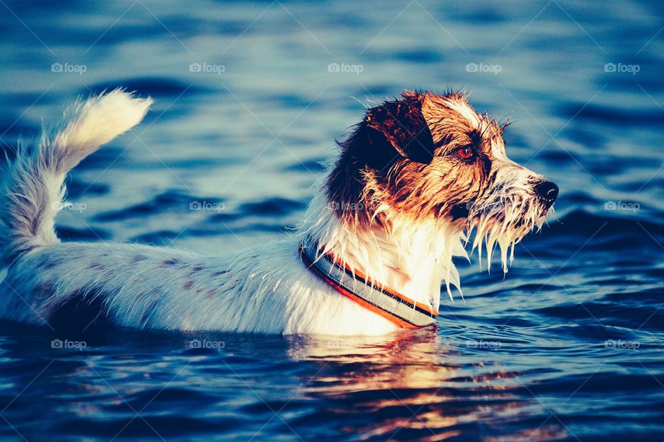 Dog. Dog in the ocean