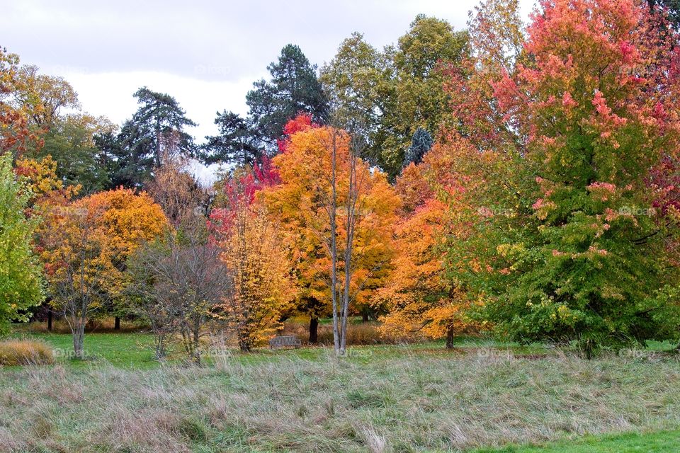 autumn tree in the park