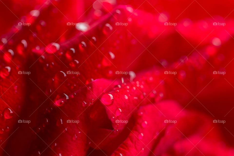 Fresh water drop on red rose petal