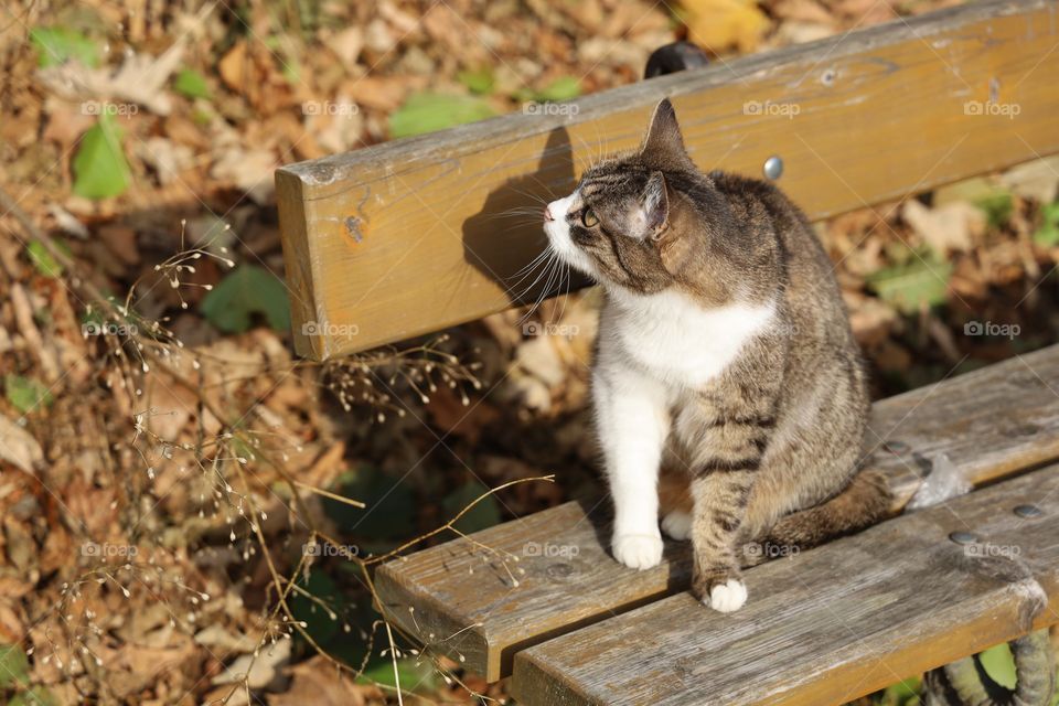 cat sitting on a bench in the park