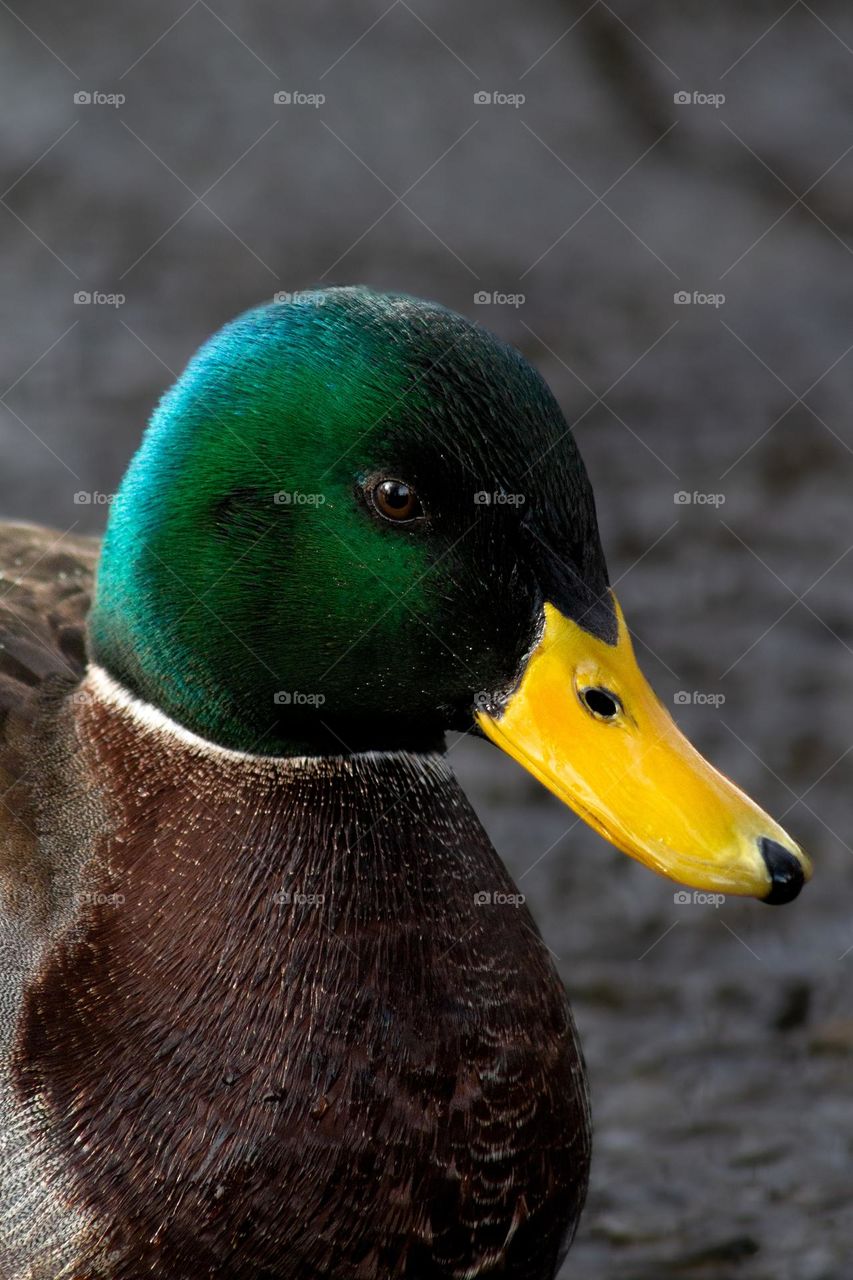 Peaceful mallard duck.