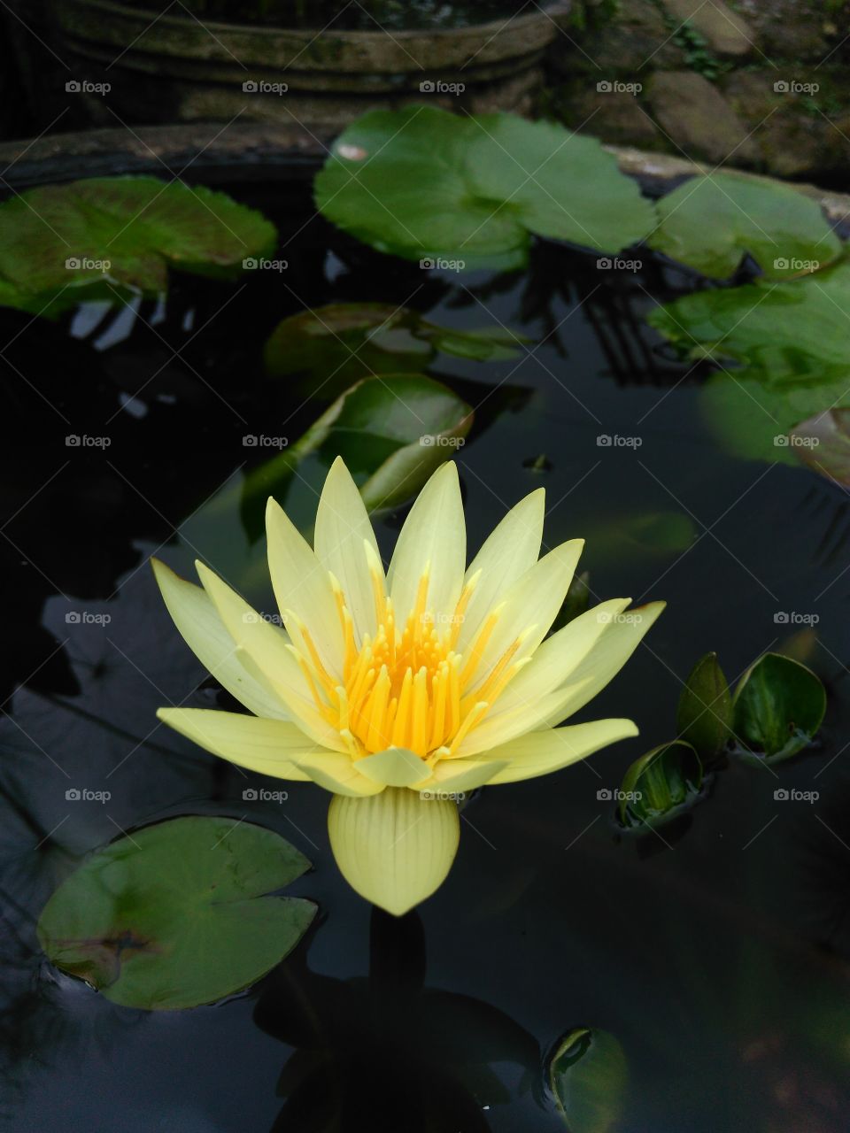 View of yellow lotus