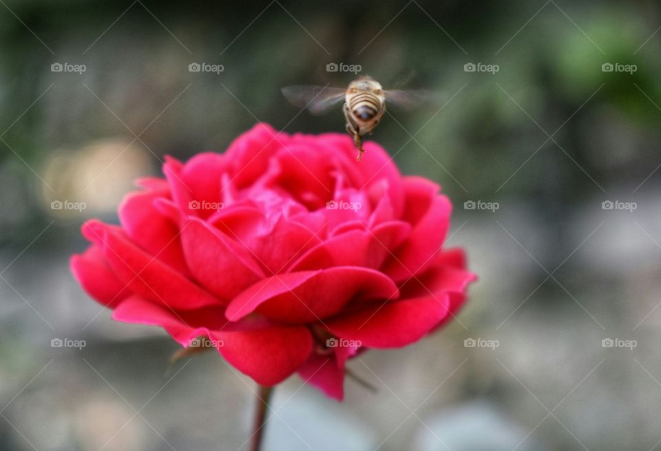 beautiful flower and focus on  fly bee