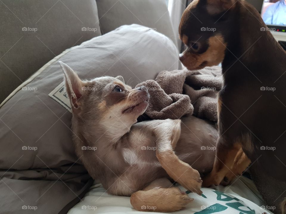Chihuahua love
