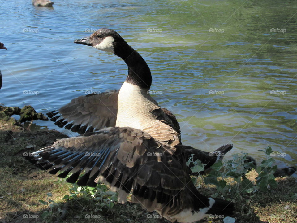 Canada goose stretching his wings