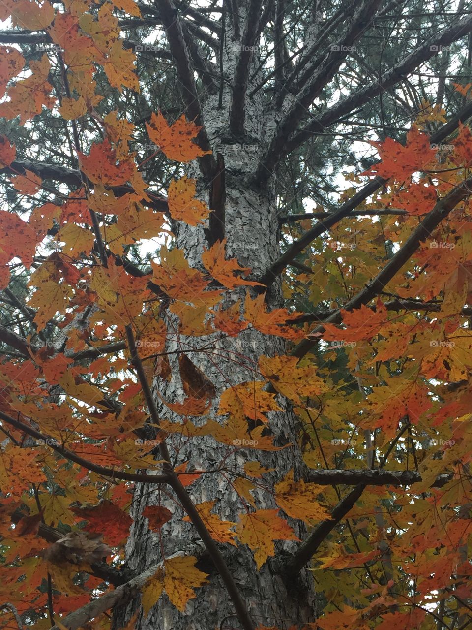 Fall leaves on tree
