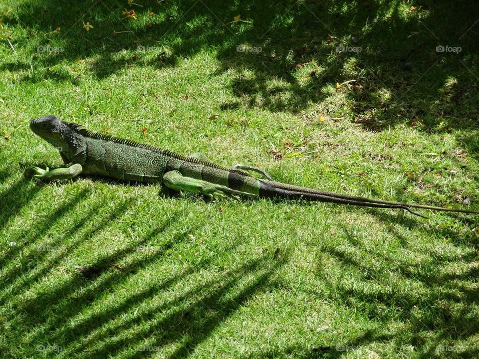 Sunbathing iguana
