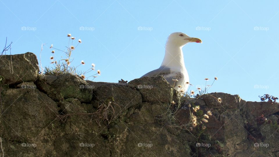 Seagull on stone