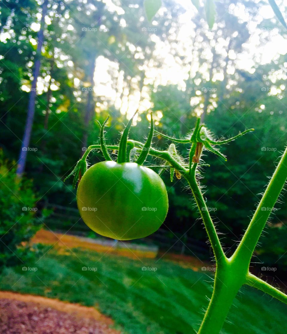 Green Tomato. Getting there, about a week sprouted, just a little...more...sun. Give me time!