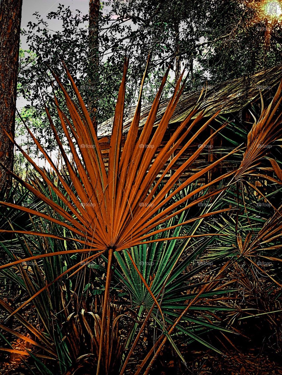 Hideaway in the forest