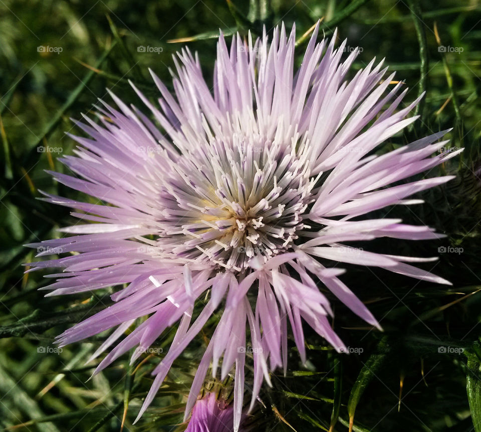 close up of wild sptingtime flower