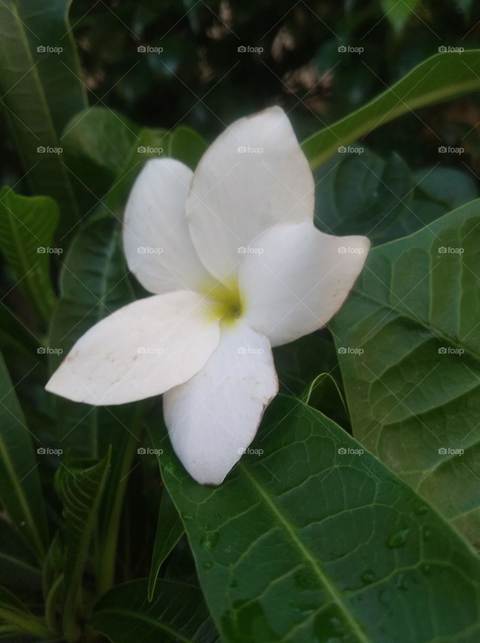 white flower seasonal fresh shurb small size looks very beautiful generally found everywhere