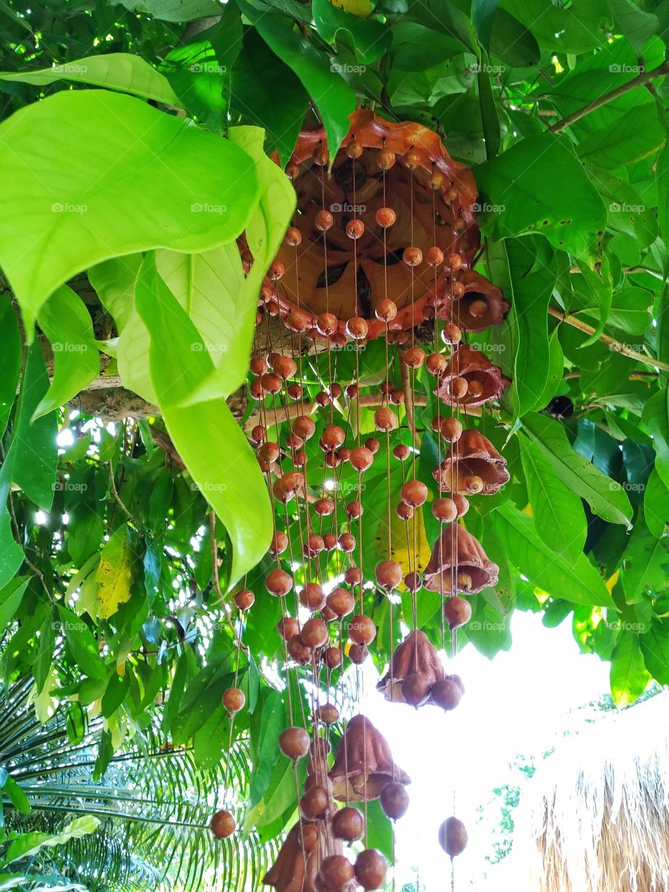 Beautiful garden hanging decor in my garden.
nature 💖