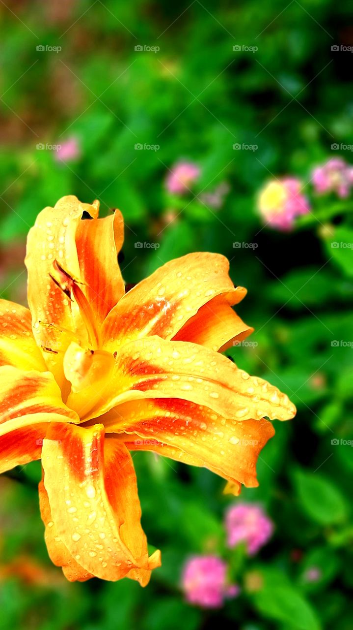 daylilies wet from morning rain with pink and yellow Lantana in background