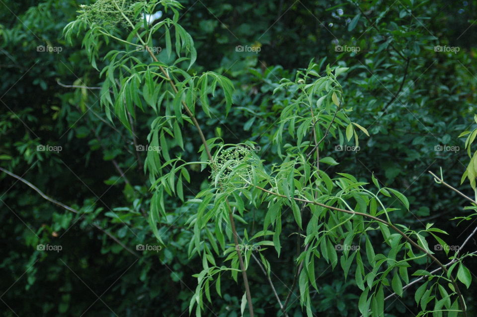 Elder berry plant 