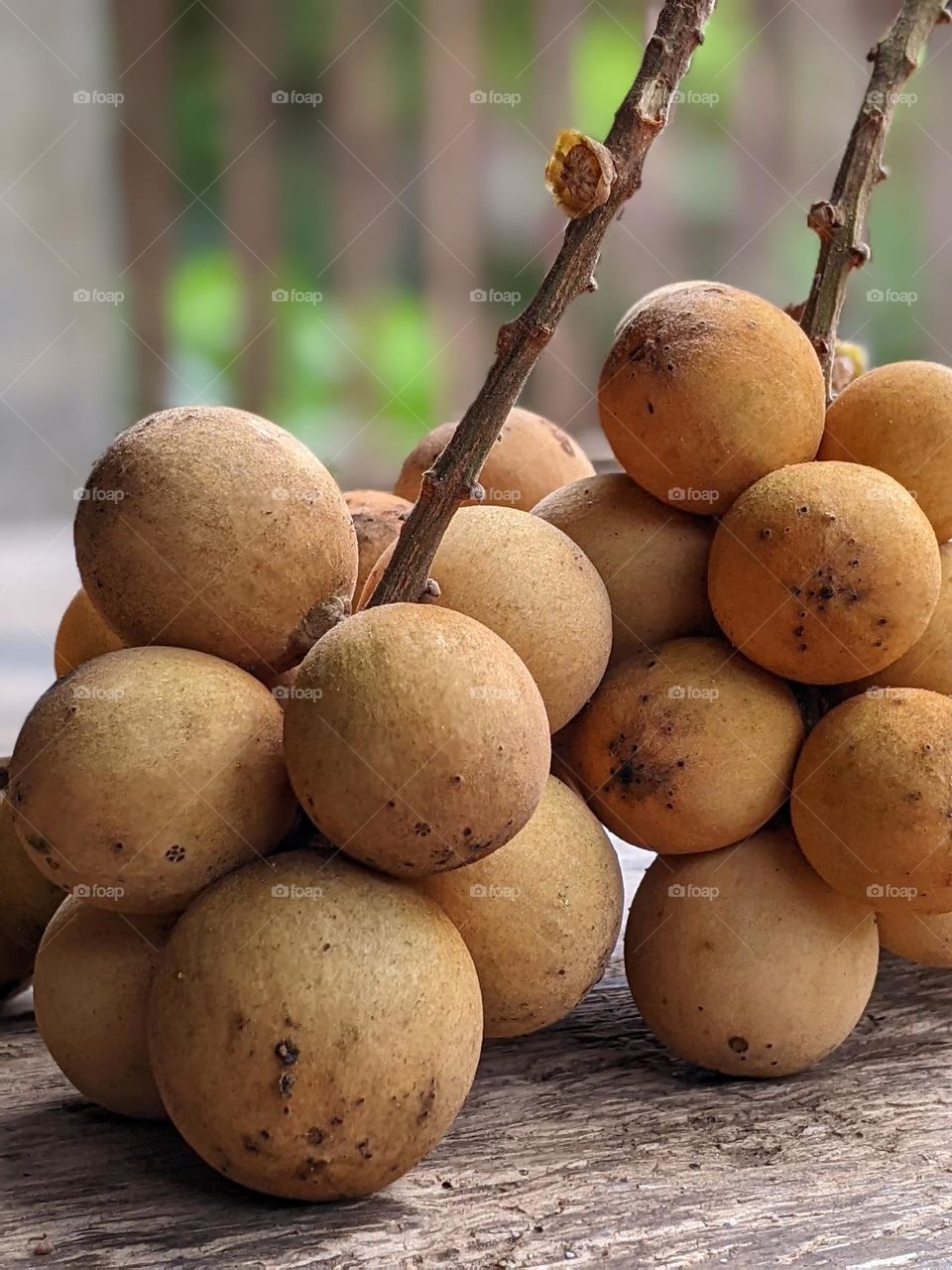 Kokosan fruit (Lansium domesticum)