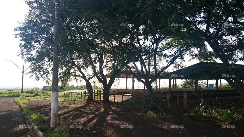 tree