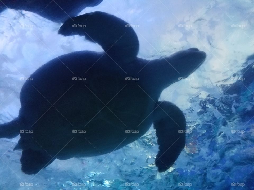 sea turtle from below