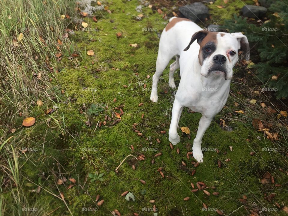 Lily waiting on me in the bush doesn’t she look concerned