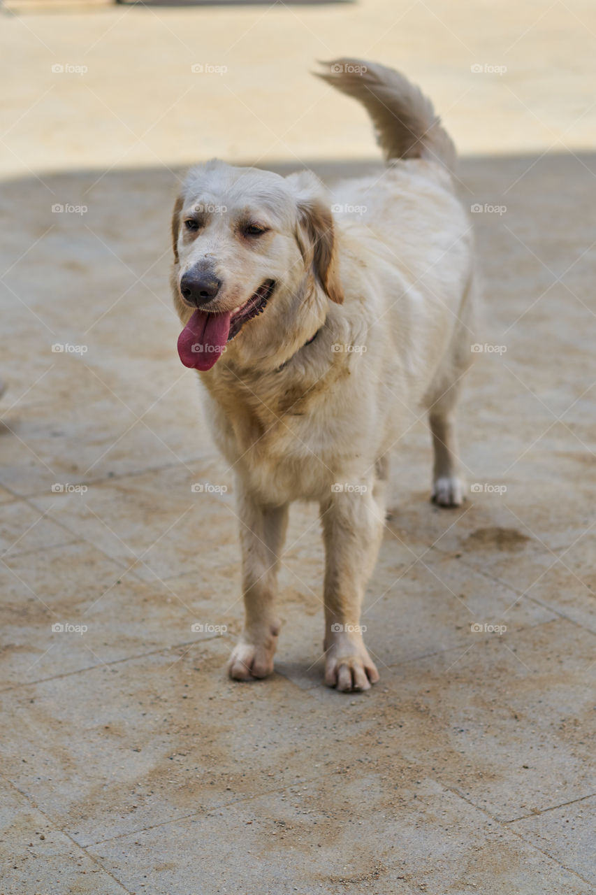 Golden Retriever portrait