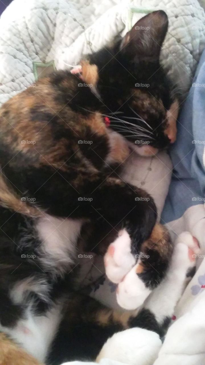 Calico cat