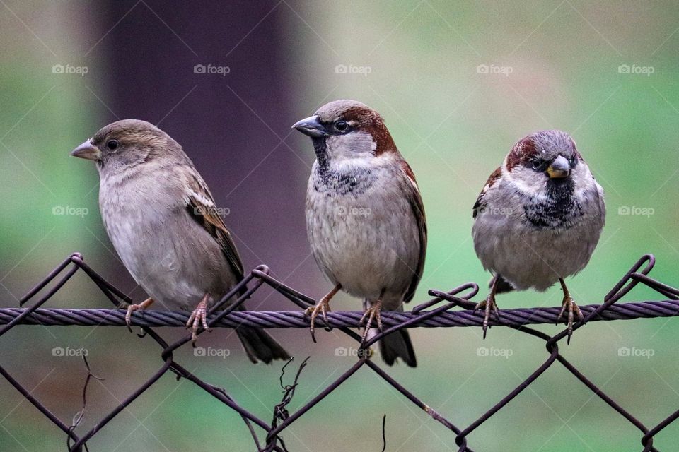 Flock of sparrow