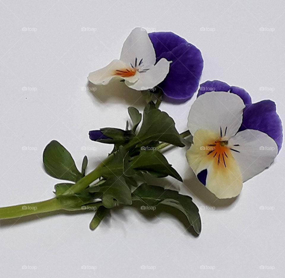 Beautiful violets are on the white background with clipping path.