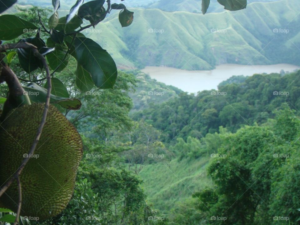 Gorgeous view of the Paraiba river and valley with a closeup of a Jackfruit.