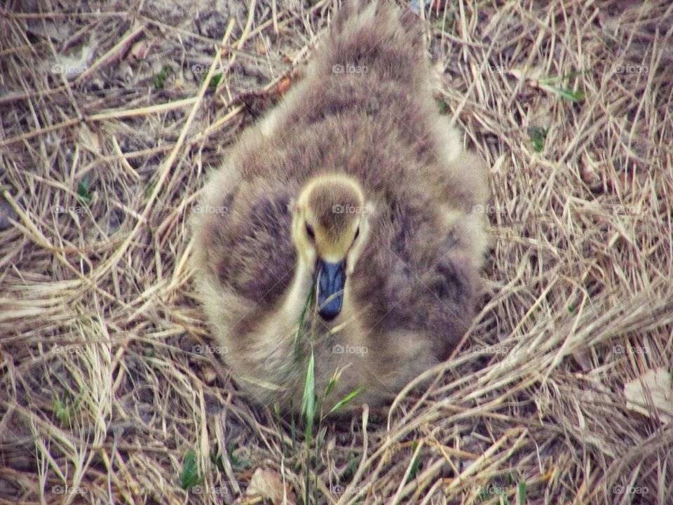 baby geese in the grass