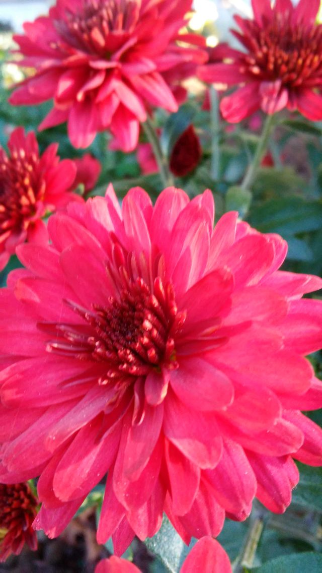 Flower, Nature, Flora, No Person, Garden
