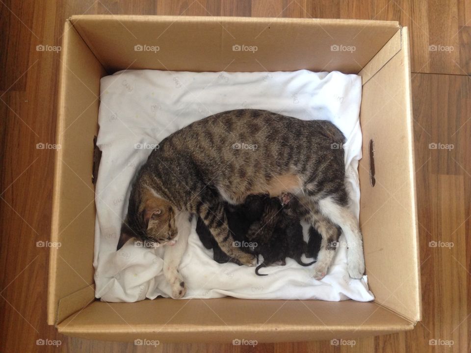 Adorable kittens and their mom.