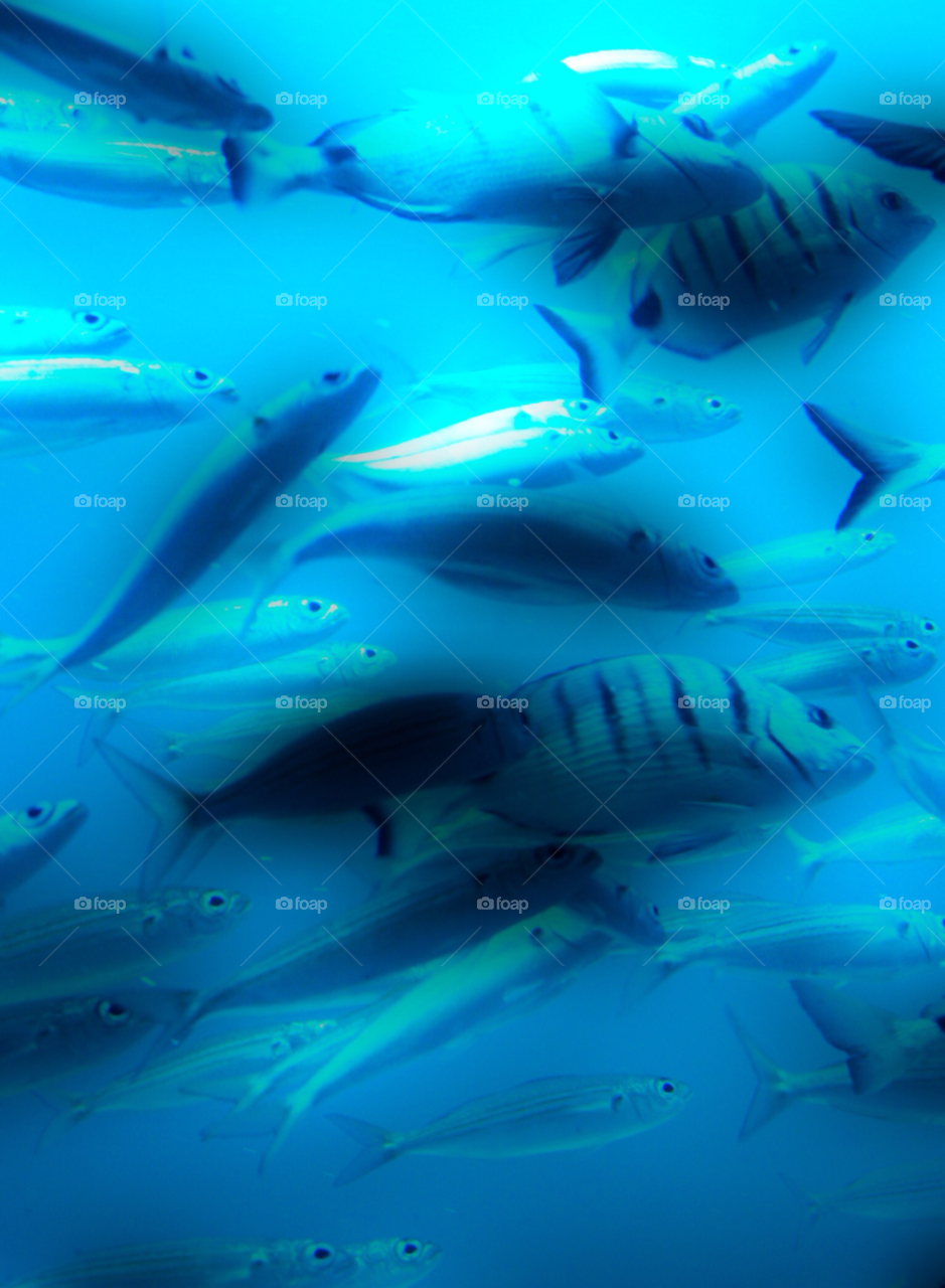 ocean blue fish animals by adrianocastelli