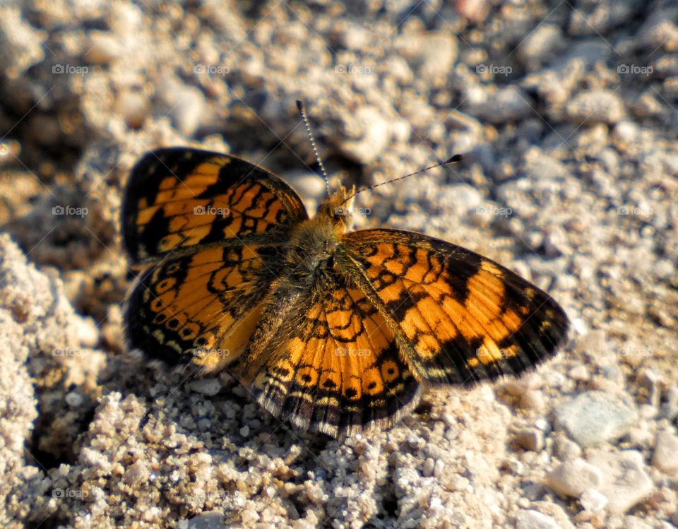 butterfly in the sand