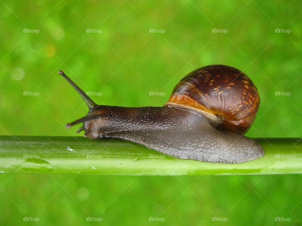 Snail on plant stem