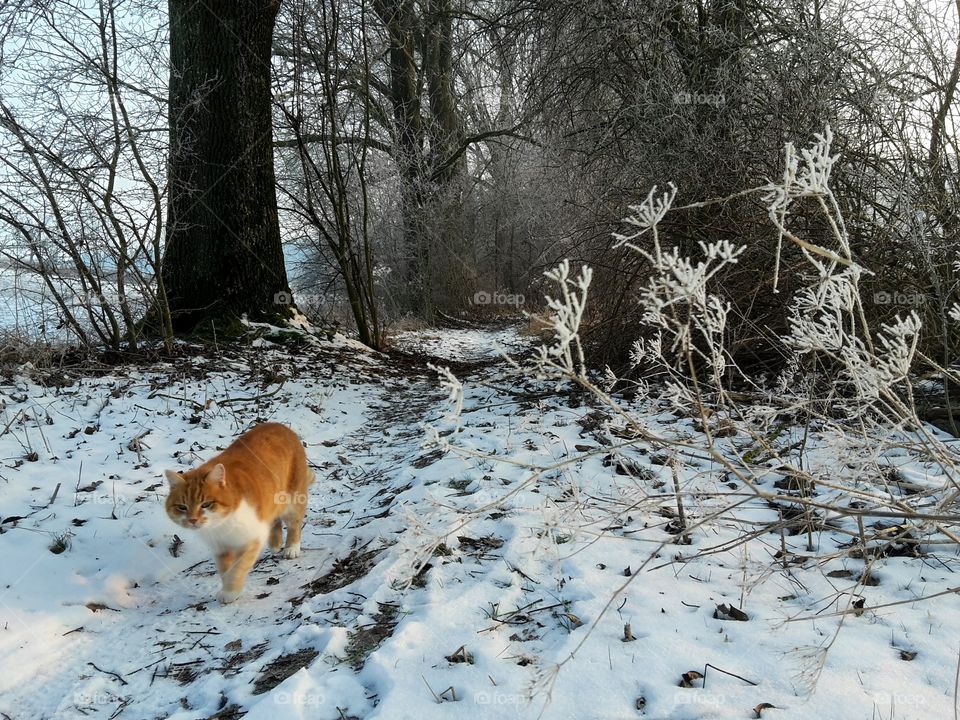 red cat walking through snow underground a large tree