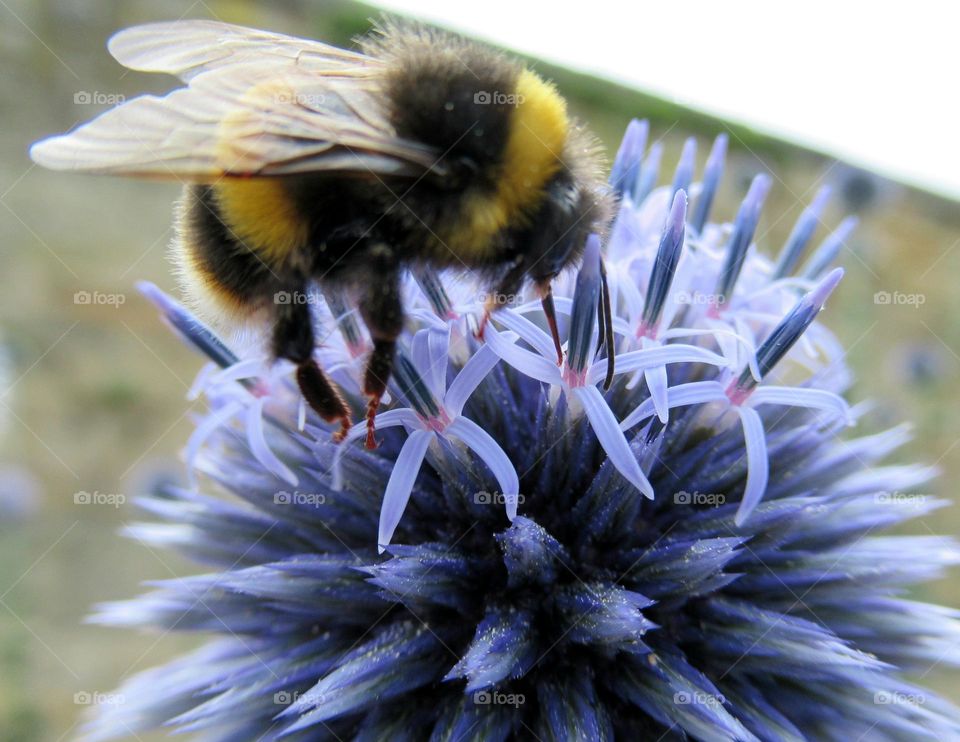 bumble bee collecting nectar from echinops