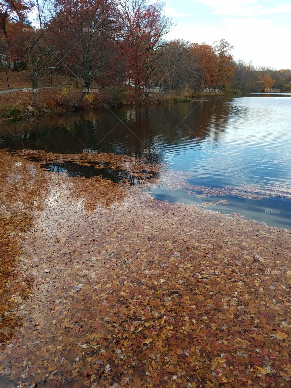 Leaves submerged in the water