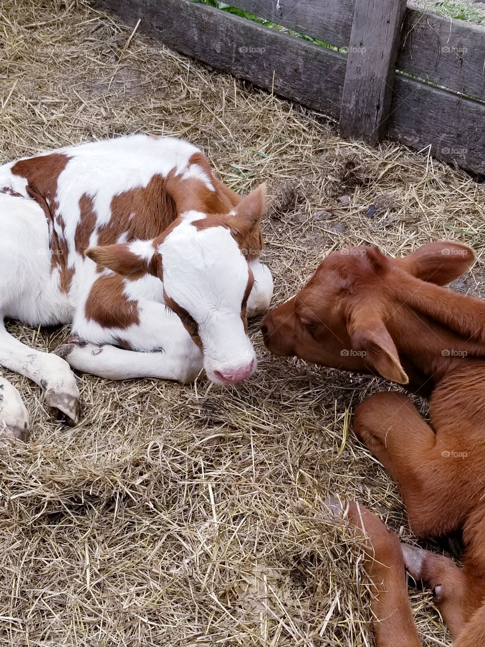 On the farm