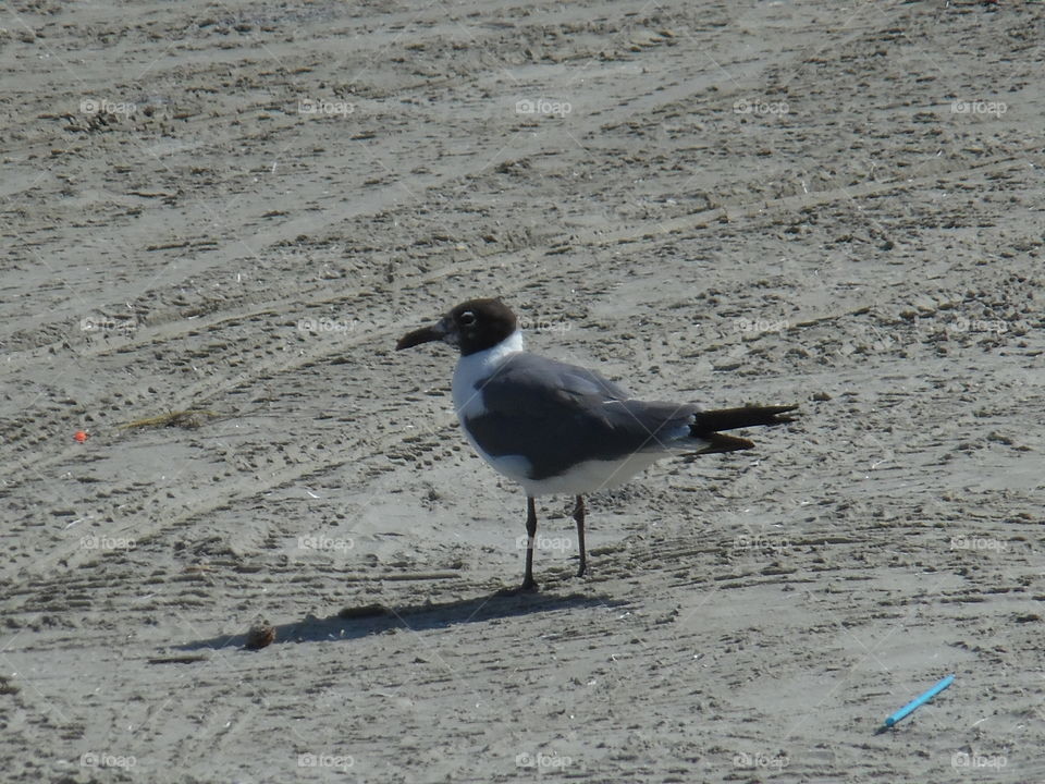 sea bird 🐦. This is a picture I took while visiting the Gulf of Mexico