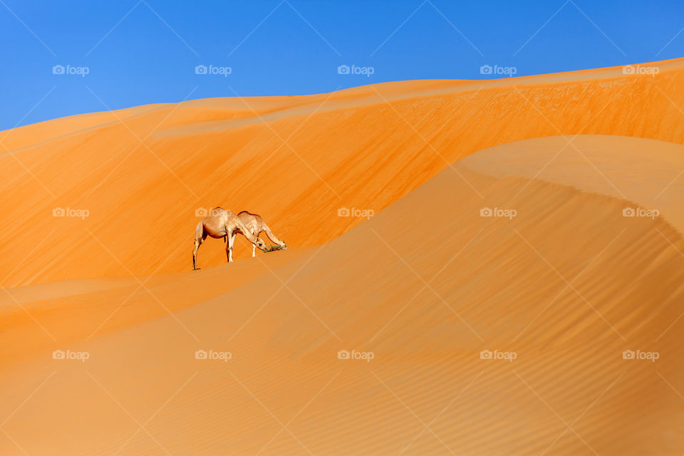 Two camels in the desert in the dunes in Abu Dhabi Emirate. Rural environment.