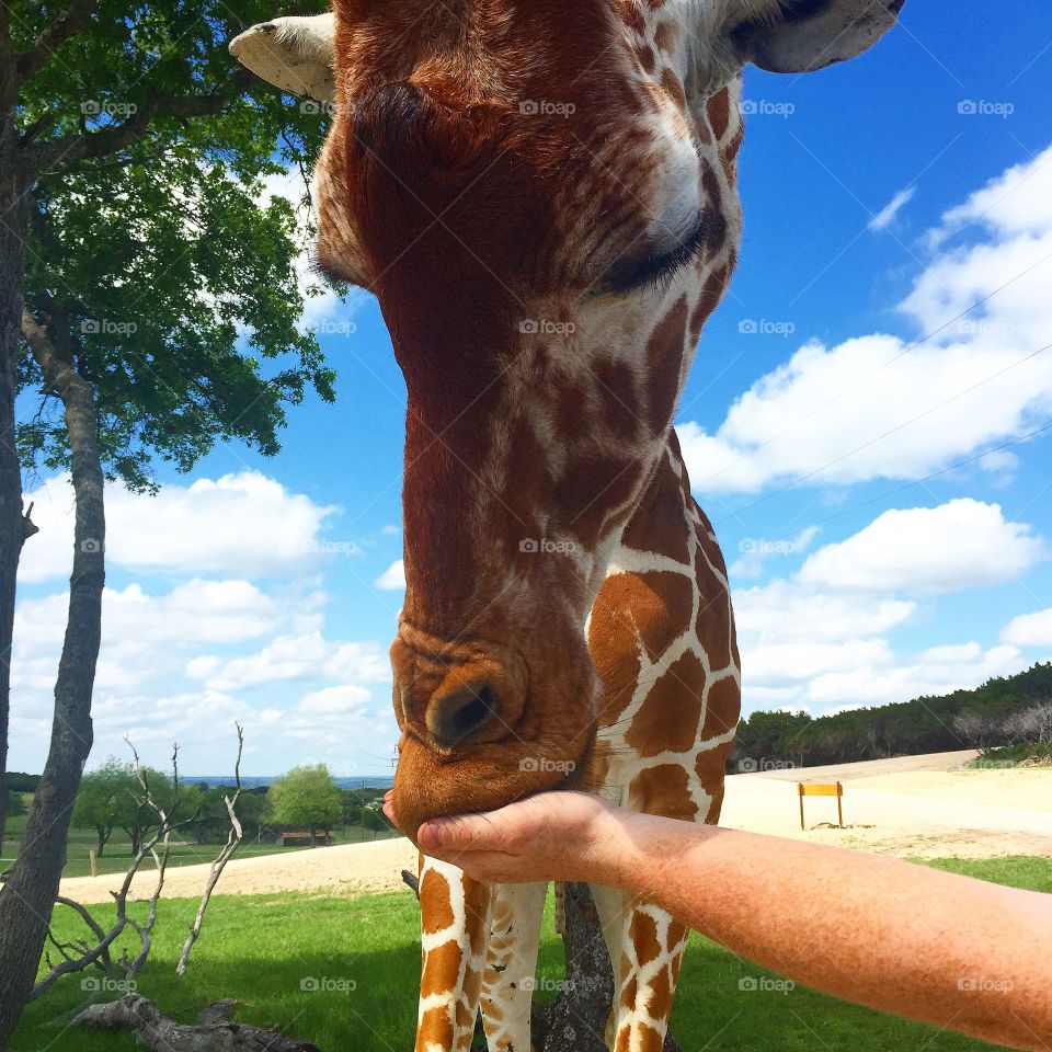 Human hand feeding giraffe