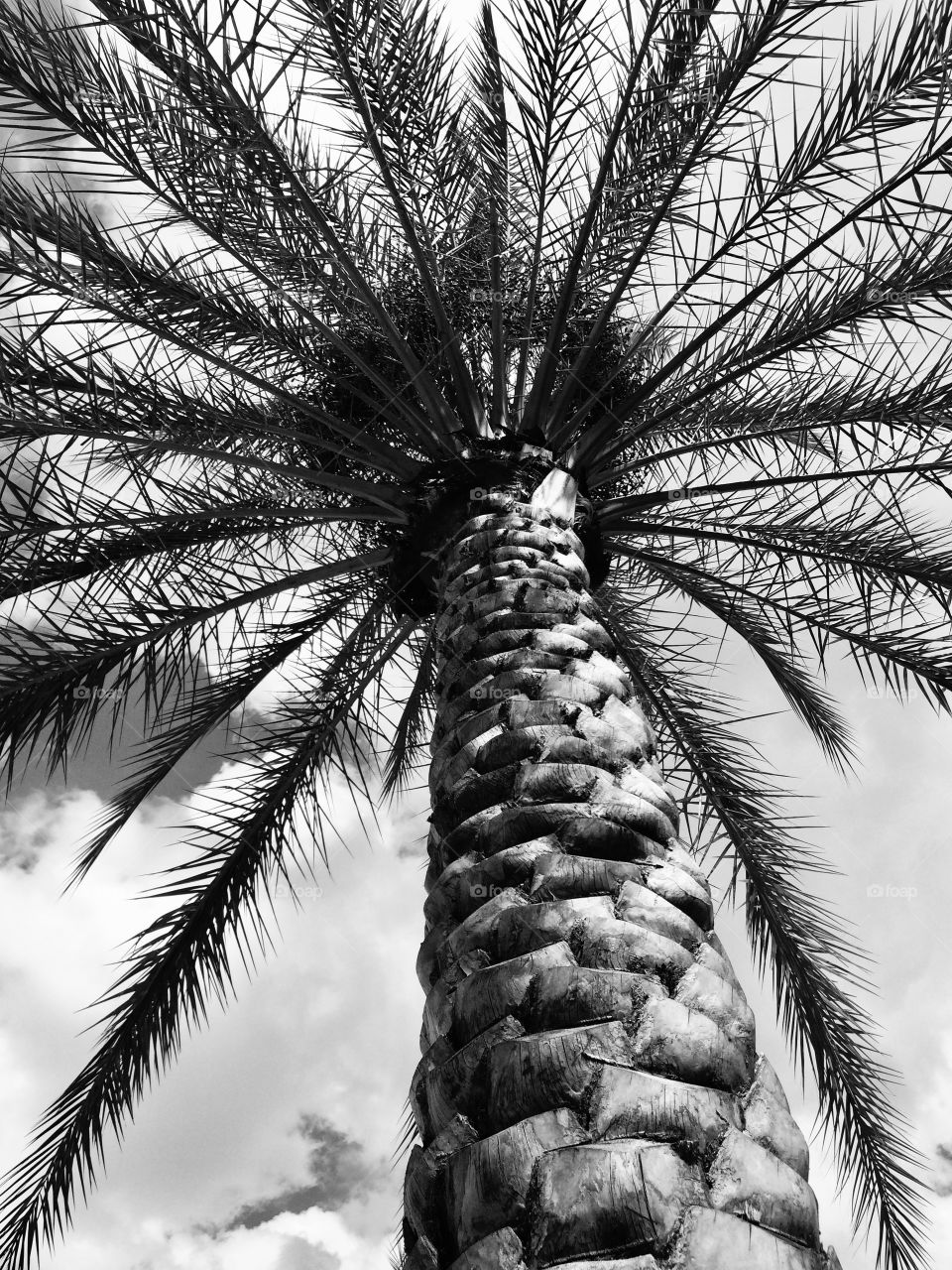 Black and white palm tree from below
