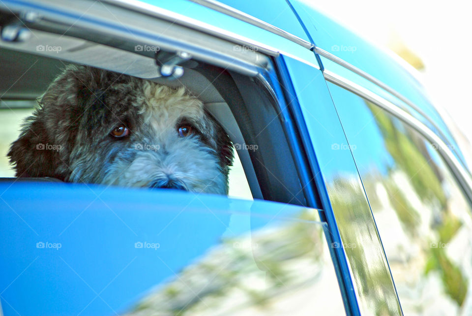 Labradoodle puppy eyes in window car