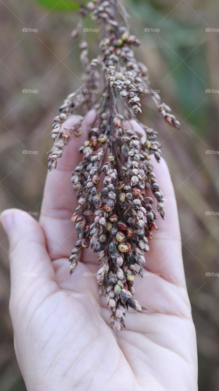 hand holding a plant