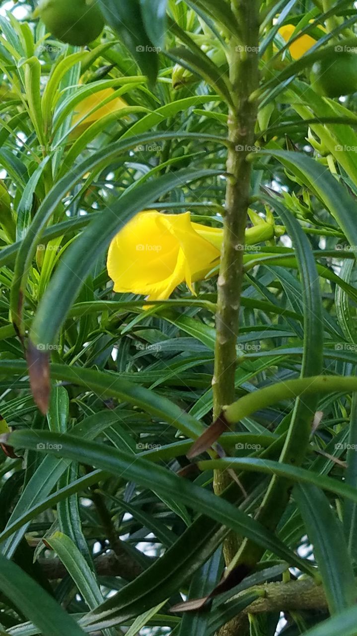 daffodil tree