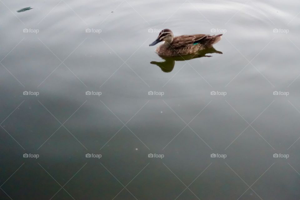 A duck on the water.