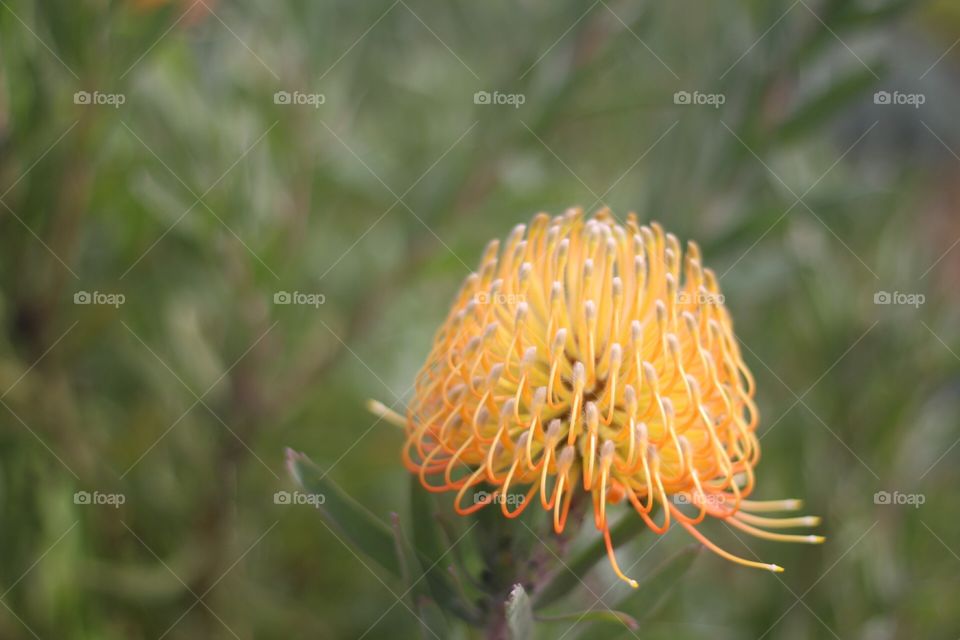 tropical yellow flower