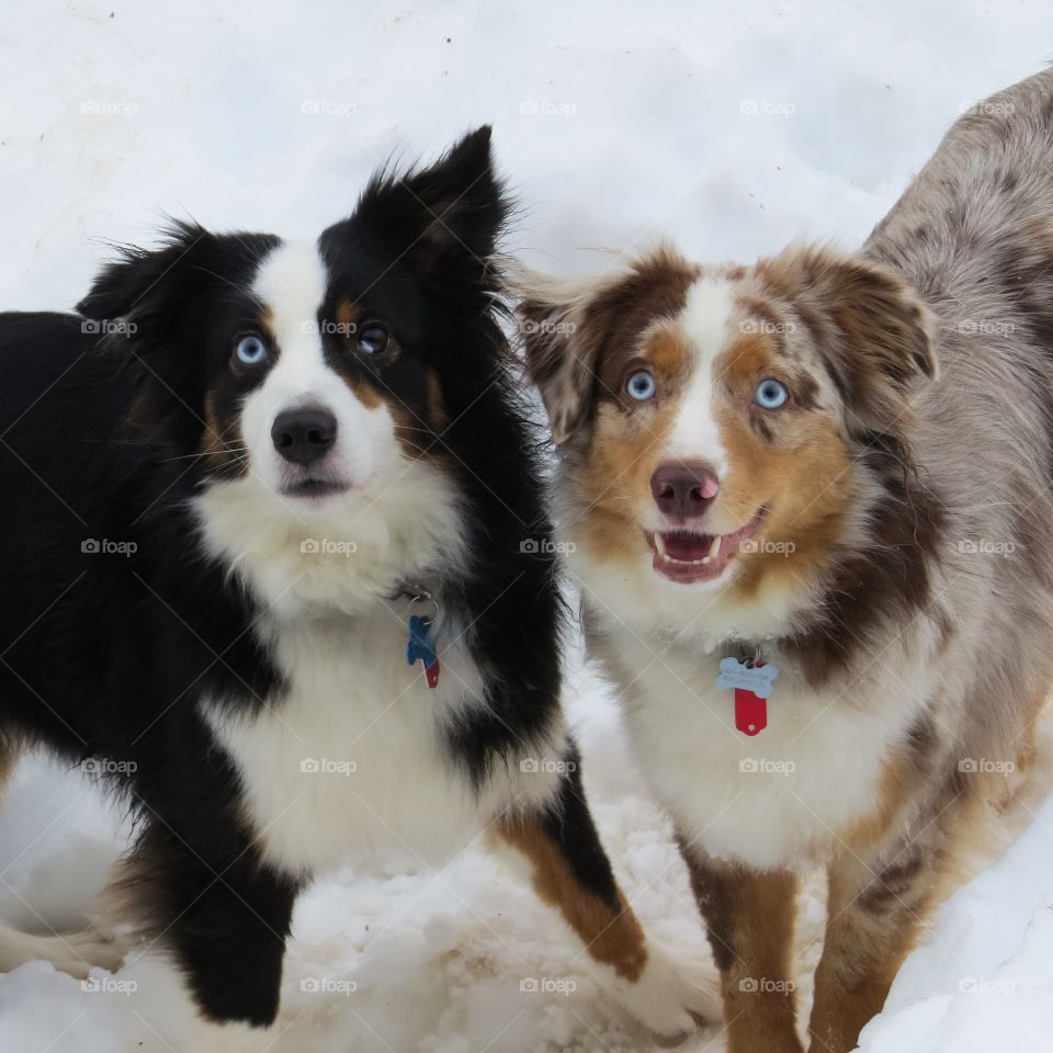 Australian shepherd puppies looking at camera