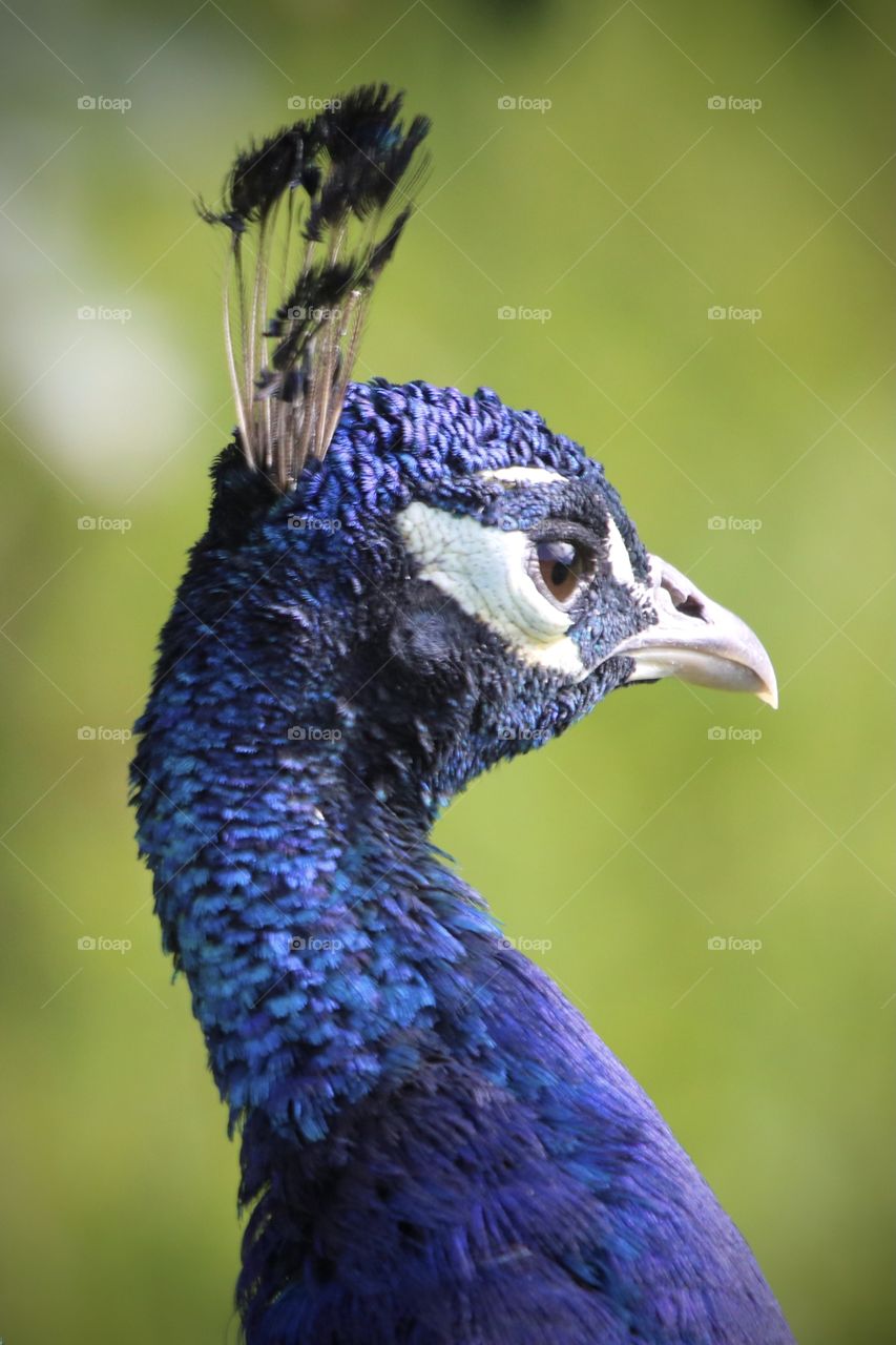 peacock