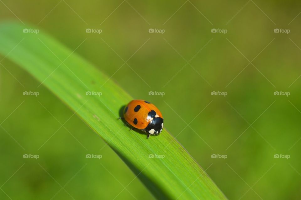 macro fotografie